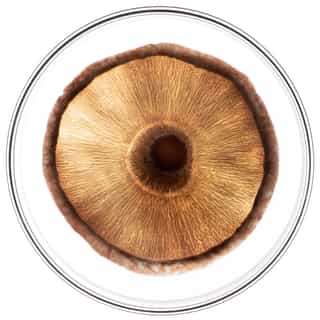 Phytocyane TRATTAMENTO ANTICADUTA UOMO