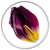 Phytocyane TRATTAMENTO ANTICADUTA DONNA