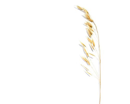 Latte d'Avena